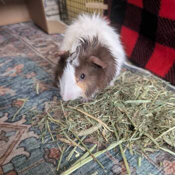 Rescue Guinea Pig Guinea Pigs for Adoption in Las Vegas, Nevada - Jackson | PetCurious